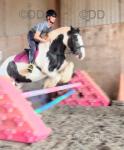 Bertie, 15hh Riding Gelding