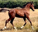 WPB Colt Foal