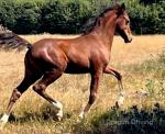 WPB Colt Foal