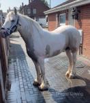 15hh Mare