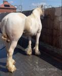 15hh Mare