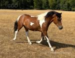 NFx Filly and Gelding