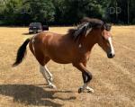 NFx Filly and Gelding