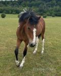 NFx Filly and Gelding