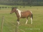NFx Filly and Gelding