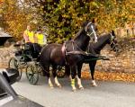 3 16hh Horses with 2 Carriages