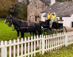 3 16hh Horses with 2 Carriages