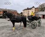 3 16hh Horses with 2 Carriages