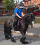 12.3hh Ride and Drive Gelding