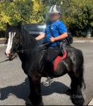 12.3hh Ride and Drive Gelding