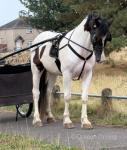 Ride and Drive Gelding