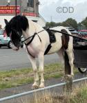 Ride and Drive Gelding