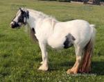 3 Year Old Filly