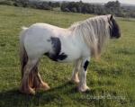 3 Year Old Filly