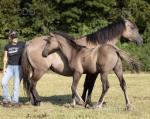 QH x Colt Foal