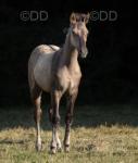 QH x Colt Foal