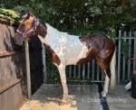Driving Gelding