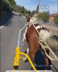 Driving Gelding