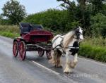 13hh Ride and Drive Mare