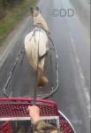 13hh Ride and Drive Mare
