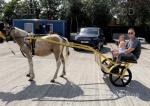 Ride and Drive Gelding