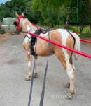 Ride and Drive Gelding
