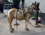 Ride and Drive Gelding