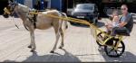 Ride and Drive Gelding