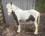 Poppet, 11.2hh Gelding