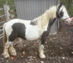 Poppet, 11.2hh Gelding