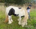 11hh Broodmare with Filly Foal
