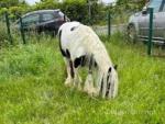 11hh Broodmare with Filly Foal