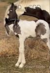 11hh Broodmare with Filly Foal
