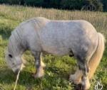 11hh Broodmare with Filly Foal