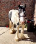 Pebbles, 13.1hh Mare