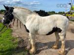 Pebbles, 13.1hh Mare