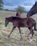 17.1hh Standardbred Mare with Filly Foal