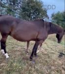 17.1hh Standardbred Mare with Filly Foal