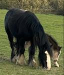 10.3hh Broodmare with Filly Foal