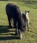 10.3hh Broodmare with Filly Foal