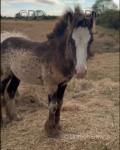 10.3hh Broodmare with Filly Foal
