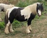 10.3hh Broodmare
