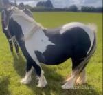10.3hh Broodmare