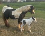 10.3hh Broodmare