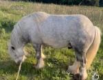 10.3hh Broodmare