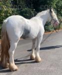 Lucy, 3 Year Old Filly