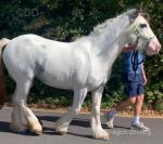 Lucy, 3 Year Old Filly