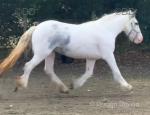 Lucy, 3 Year Old Filly
