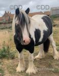 12.2hh Gelding