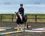12.2hh Gelding